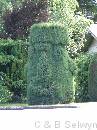 NZ02-Dec-15-10-24-59 * Maori topiary?
Te Anau * 1488 x 1984 * (519KB)